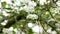 Blooming white flowers of hawthorn bush