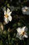 Blooming white flowers of Narcissus poeticus also known as poet`s daffodil, poet`s narcissus,