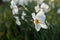 Blooming white flowers of Narcissus poeticus also known as poet`s daffodil, poet`s narcissus