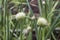 Blooming white flowers of onion  in the garden