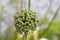 Blooming white flowers of onion  in the garden