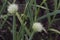 Blooming white flowers of onion  in the garden o