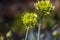 Blooming white flowers of onion  in the garden on a summer sunny day.  The seeds onion. Allium stipitatum. Allium aflatunense