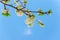 Blooming white flowers on a plum branch