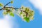 Blooming white flowers on a plum branch