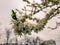 Blooming white flowers plum branch with green leaves.