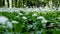 Blooming white flowers of ramson - wild garlic Allium ursinum Illuminated by soft daylight. Slow panning video