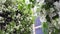 Blooming white flowers of shrubs on city building background. Stock footage. View of thick well-groomed beautiful