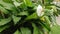 Blooming white flowers spathiphyllum. Spathiphyllum, commonly known as spath or peace lilies