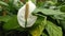 Blooming white flowers spathiphyllum. Spathiphyllum, commonly known as spath or peace lilies