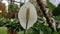 Blooming white flowers spathiphyllum. Spathiphyllum, commonly known as spath or peace lilies.