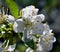 Blooming white flowers in the spring season