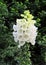 Blooming white foxglove or Digitalis Purpurea flowers