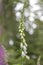 Blooming white Foxglove in the forest in front of blurred background