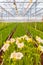 Blooming white freesia plants in a dutch greenhouse