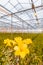 Blooming white freesia plants in a dutch greenhouse