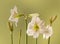 Blooming white Hippeastrum amaryllis  on a gold background
