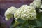 Blooming white Hortensia