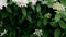 Blooming white Hydrangea flower in the garden