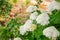 Blooming white hydrangea, Hortensia, in the garden. Gardening is a hobby
