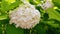 Blooming white hydrangea in the summer in the garden.