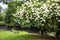 Blooming white Hydrangea Tree by a stream in summer