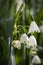 Blooming white  Leucojum vernum, spring snowflake