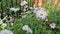 Blooming white-lilac chrysanthemums