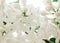 Blooming white lilac close-up. Light spring flowers. Flowering shrub Syringa