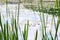 Blooming white lilies Nymphaea alba, also known as the European white water lily, white water rose, white nenuphar, on a lake