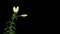 Blooming white lily on the black background (Lilium monadelphum subsp. armenum)