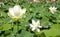 Blooming white lotus flowers