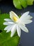 Blooming white lotus petals, yellow stamens budding