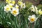 Blooming white narcissuses in the flowerbed