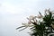 Blooming white oleander on the seashore on a cloudy day