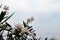 Blooming white oleander on the seashore on a cloudy day