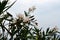 Blooming white oleander on the seashore on a cloudy day