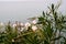 Blooming white oleander on the seashore on a cloudy day