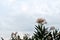 Blooming white oleander on the seashore on a cloudy day