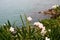 Blooming white oleander on the seashore on a cloudy day