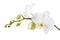 Blooming white orchid isolated from the background. Branch of beautiful blooming flowers