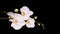 Blooming White Orchid Phalaenopsis Flower on Black Background. Time Lapse. 4K.