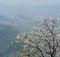 Blooming white orchid Tree or butterfly tree flower Bauhinia v