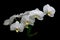 Blooming white orchids on a black background closeup