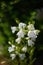 blooming white peach-leaved bellflowers (campanula)