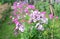 Blooming white phlox with a pink core in the summer garden