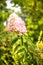 Blooming White and Pink Panicle Hydrangea - Hydrangea Paniculata in Green Garden