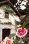 Blooming white and pink rose with a blurred house in the background