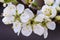 Blooming white plum flower on the tree