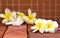 Blooming white Plumeria or Frangipani flowers on brown color brick floor with group blurred of them incomposition